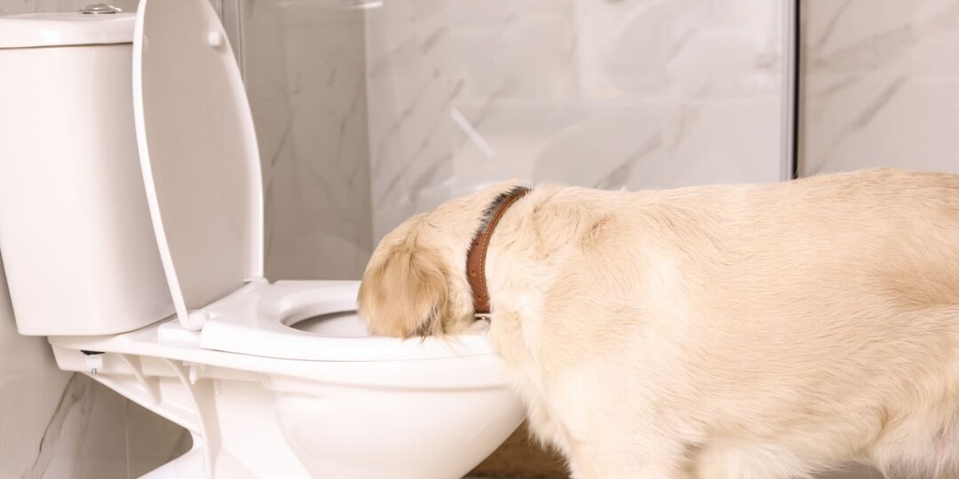 Почему собака пьёт из унитаза: когда «смешная привычка» становится диагнозом