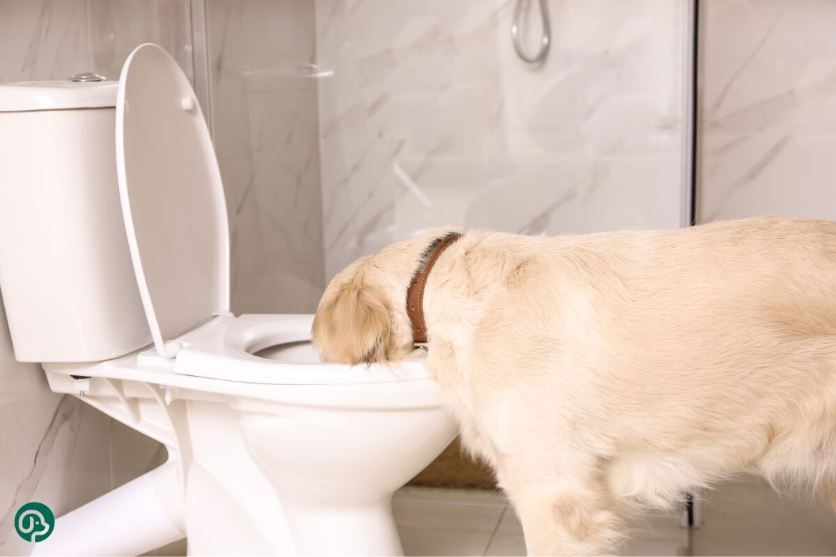 Почему собака пьёт из унитаза