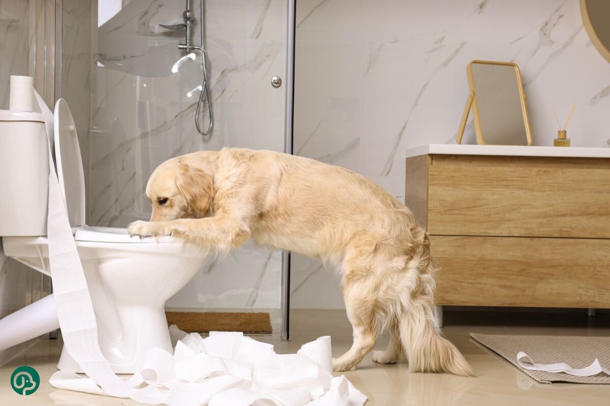 Лабрадор-ретривер пьет из унитаза