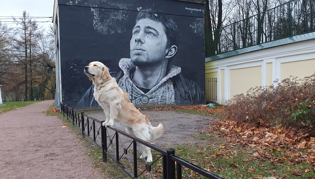 Почему собаки зевают, когда волнуются, и что с этим делать