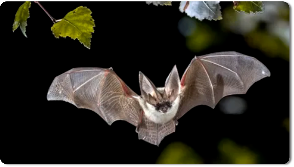Летучие мыши - загадочные обитатели ночи, мастера эхолокации и разнообразного питания