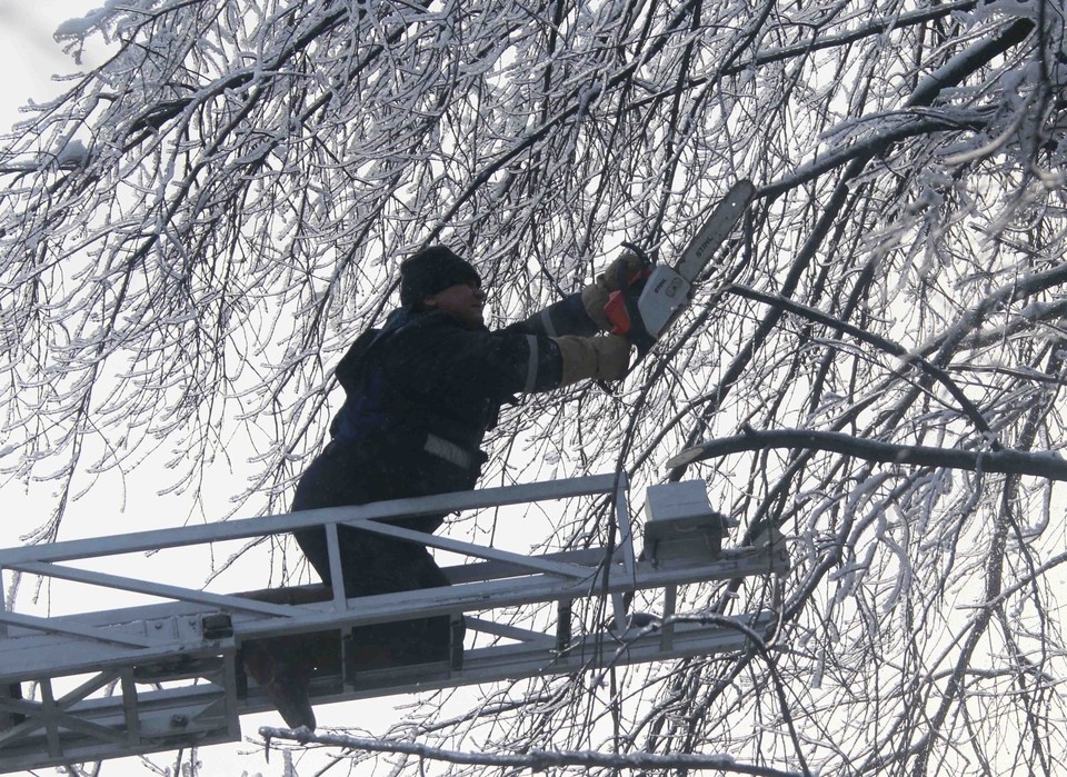    Больше всего опасных деревьев на набережной Волги – более 660 Владимир ВЕЛЕНГУРИН