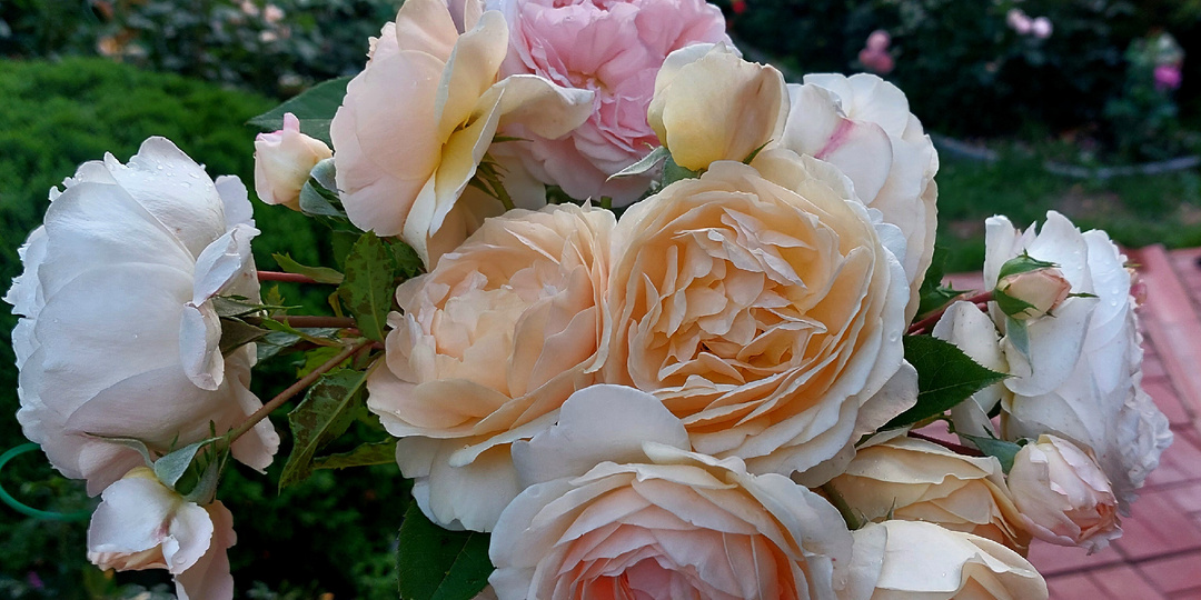 Какой я сама себе подарок на Новый год приготовила