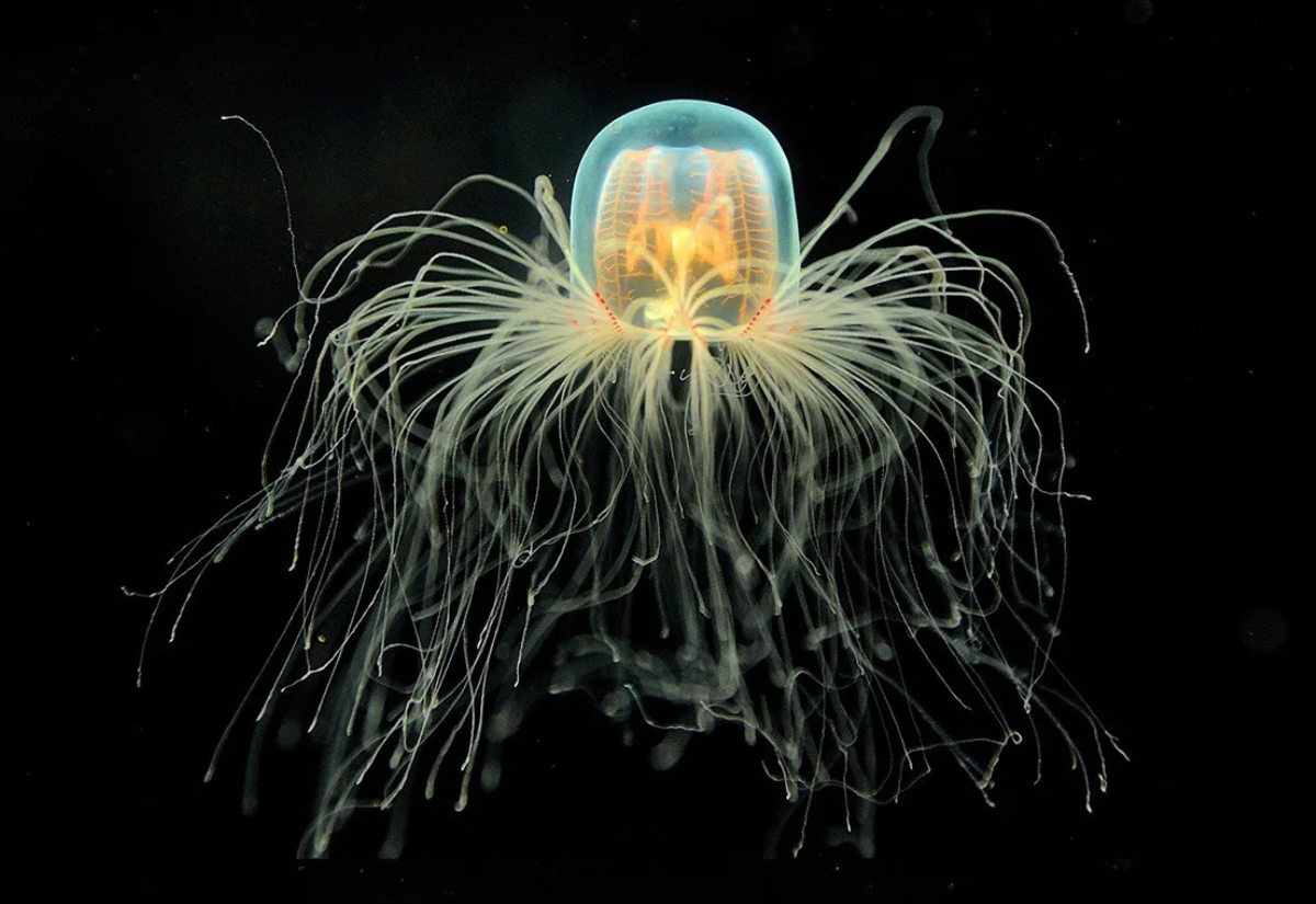 Turritopsis dohrnii