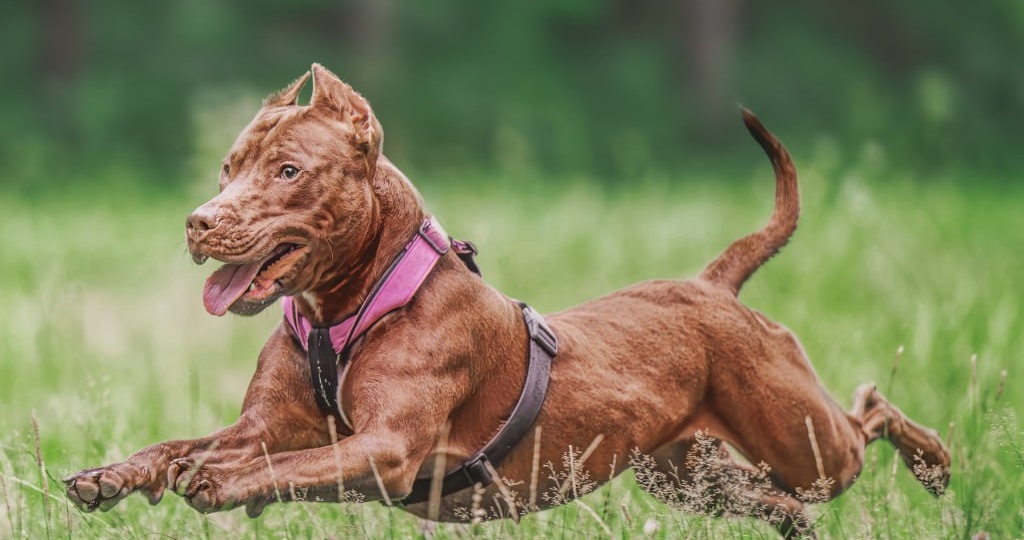 Самые сильные породы собак в мире: топ-10