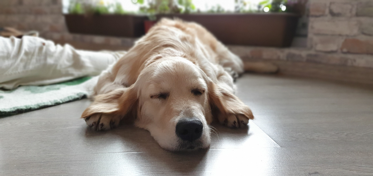 Почему собаки любят спать у ног хозяина: объяснение поведения