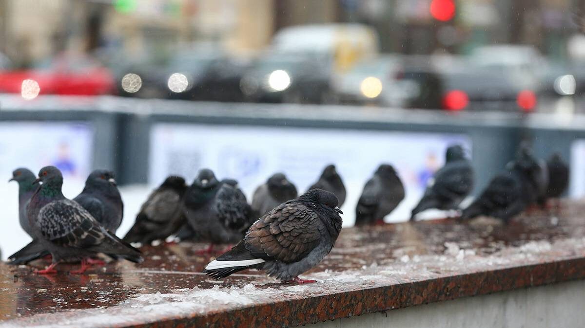    Фото: Сергей Ведяшкин / АГН Москва