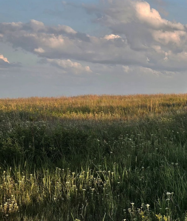 Просторы поля 