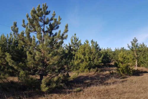    Фото сайта правительства РО Татьяна Пшеничная