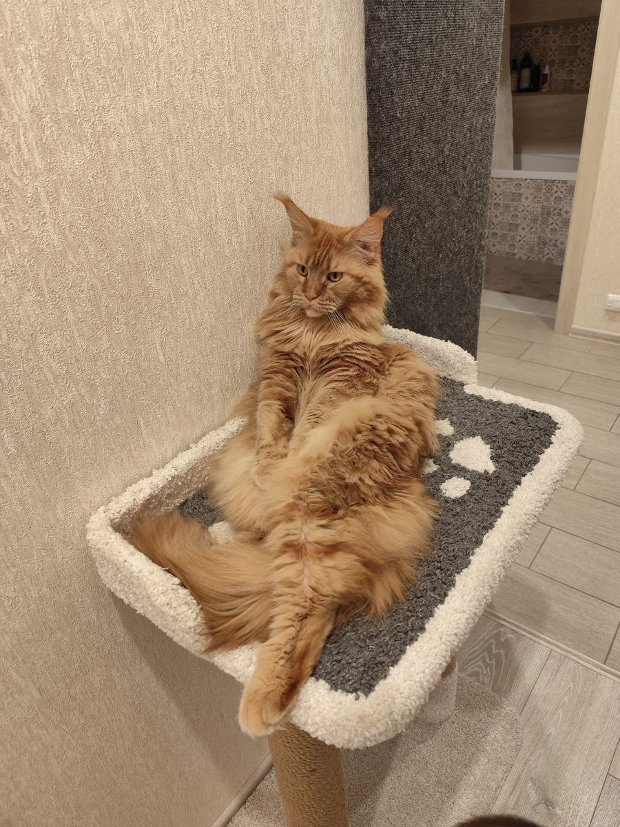 Моя выпускница Фейри