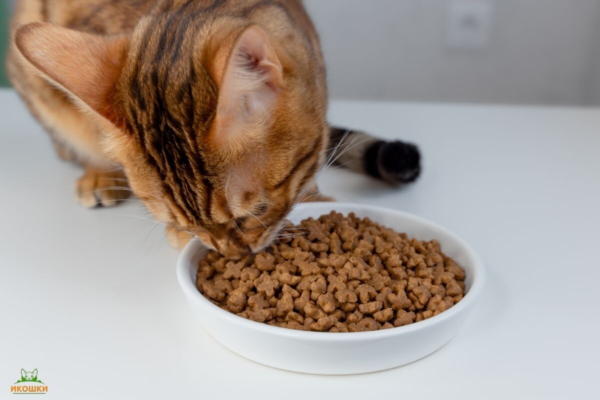 Кот ест сухой корм 
