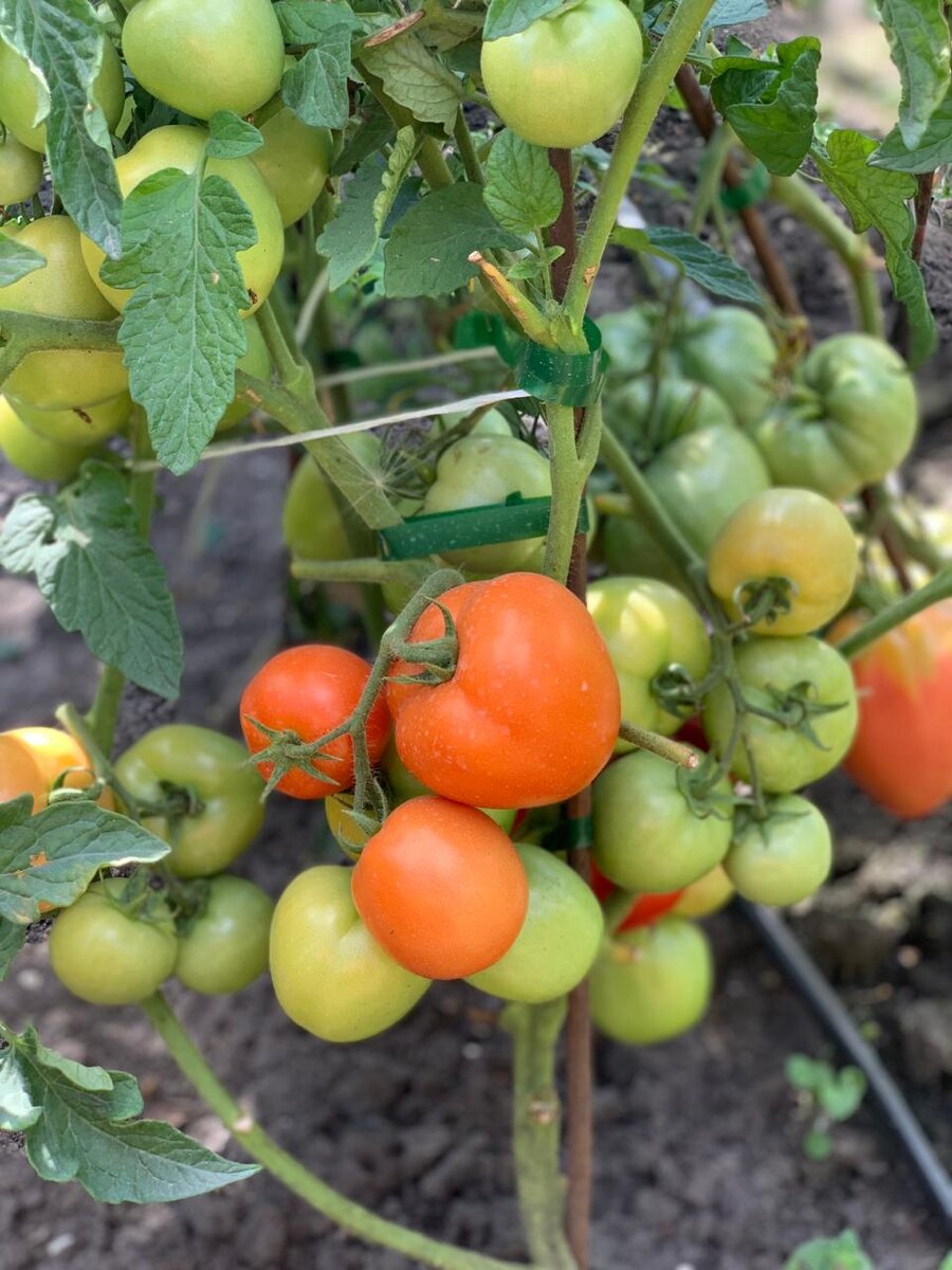 Жаворонок. F12