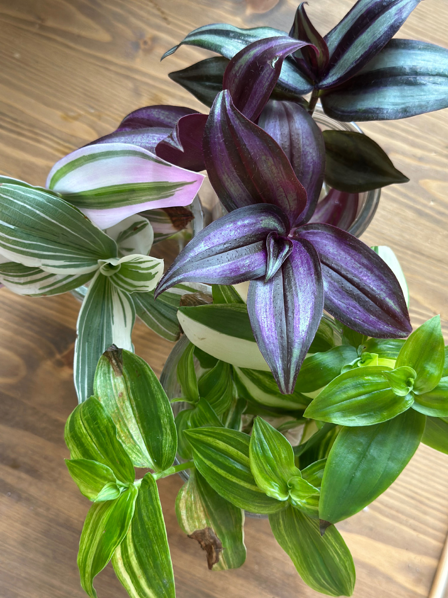 Вот такими приехали росточки с ВБ