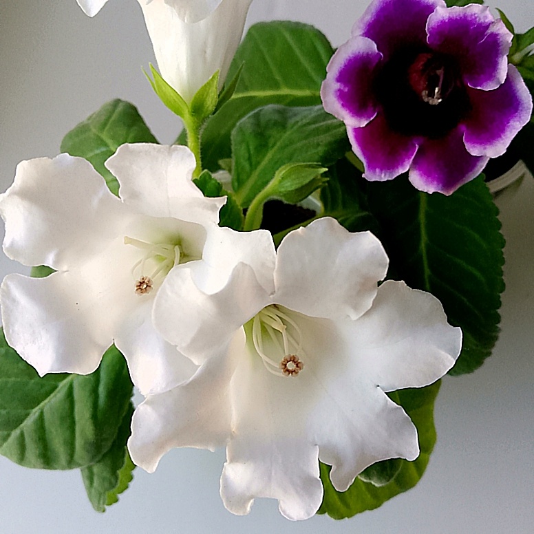 Моя красота