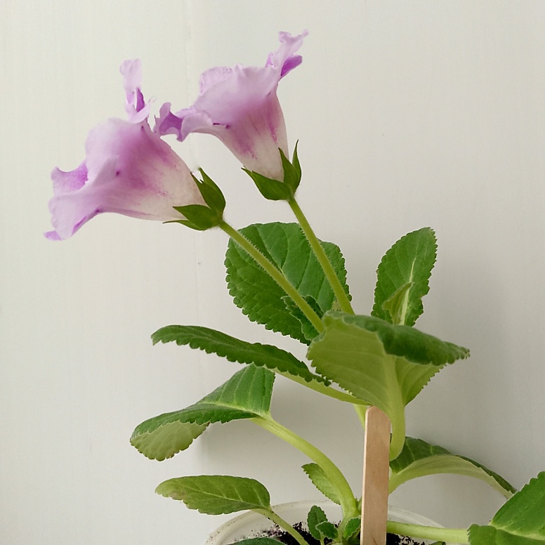 У меня такие тоже есть, стоят далеко от лампы