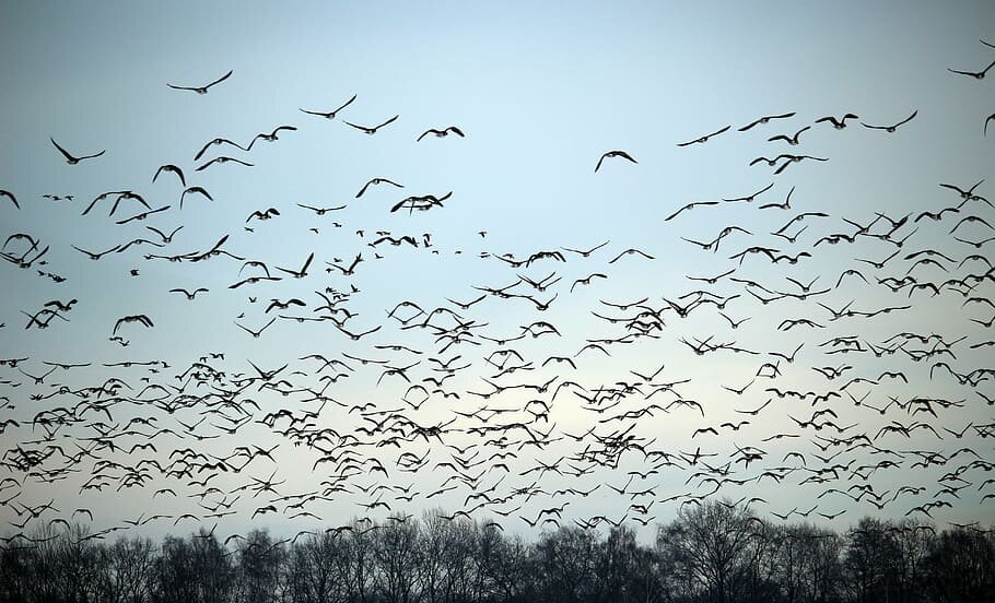 https://p2.piqsels.com/preview/971/926/375/wild-geese-flock-of-birds-winter-migratory-birds.jpg