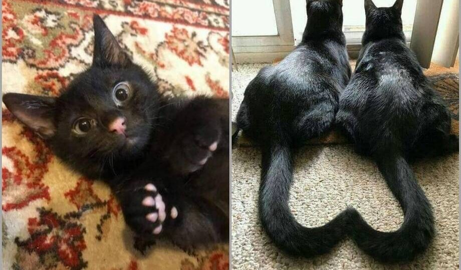 14 фото черных котов, которые развеют все суеверия
