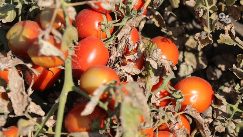      Фото: Дмитрий Ахмадуллин / / ИА «Победа26»