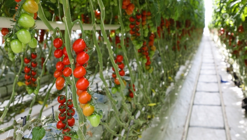    Благодаря гранту фермер из Новоселицкого округа построил тепличный комплекс Фото: Дмитрий Ахмадуллин / / ИА «Победа26»