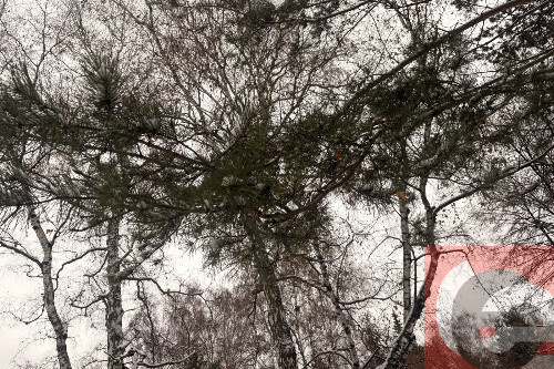 Тепло вернется в Новосибирск после аномальных морозов