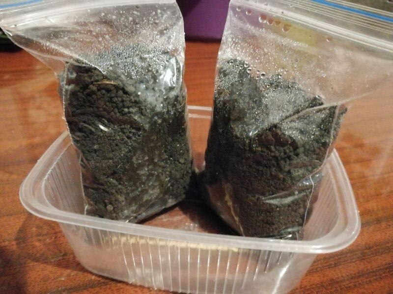 Посев в мешочки с застежкой, фото автора