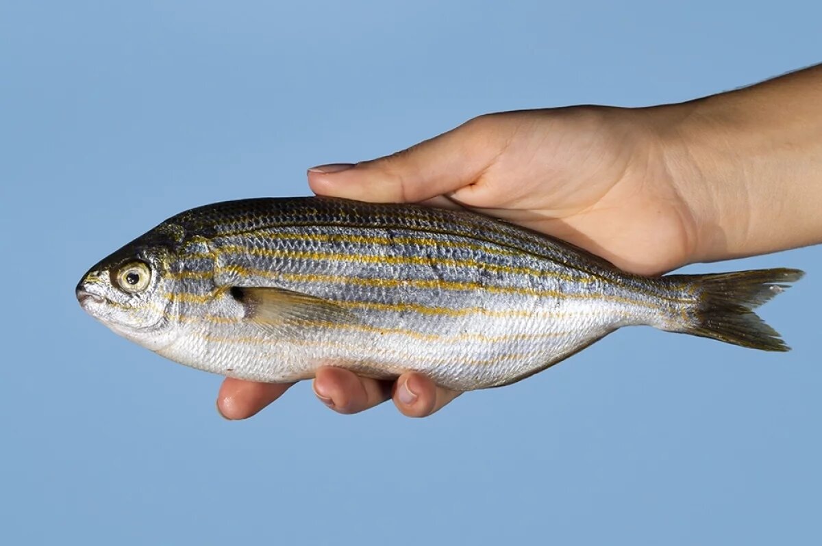    В Красноярском крае продавали рыбу и мясо из будущего