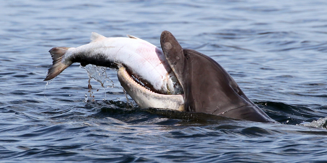 Афалины: Тёмные секреты прекрасных дельфинов. Что не так с этими животными?