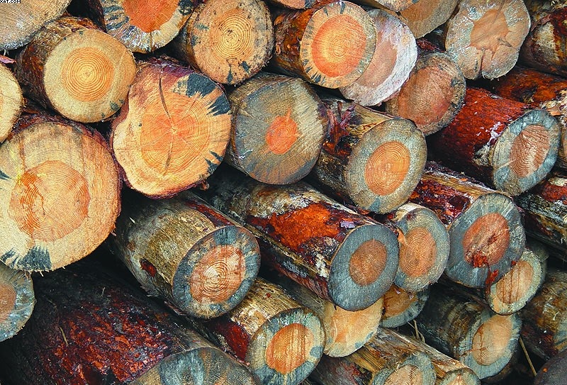 Фото из сети Интернет