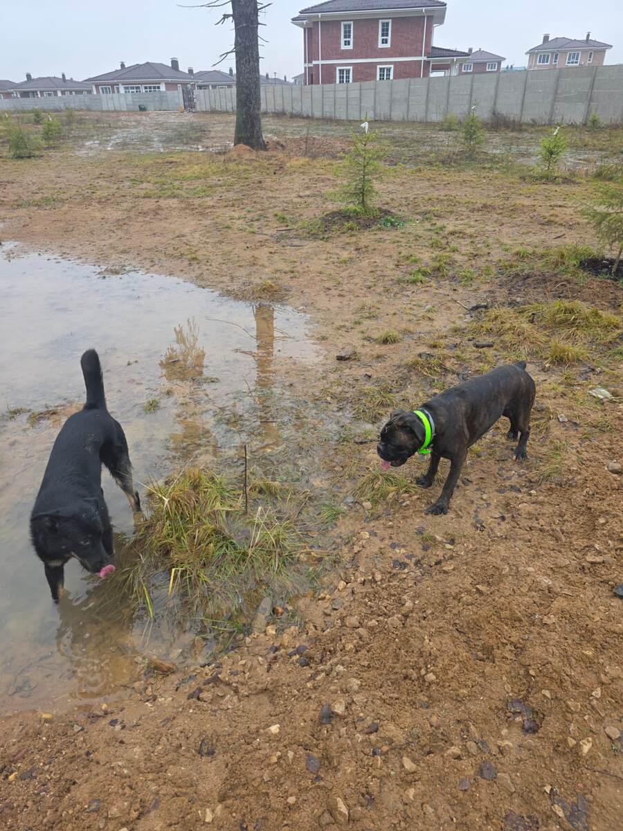 Дези и Джек