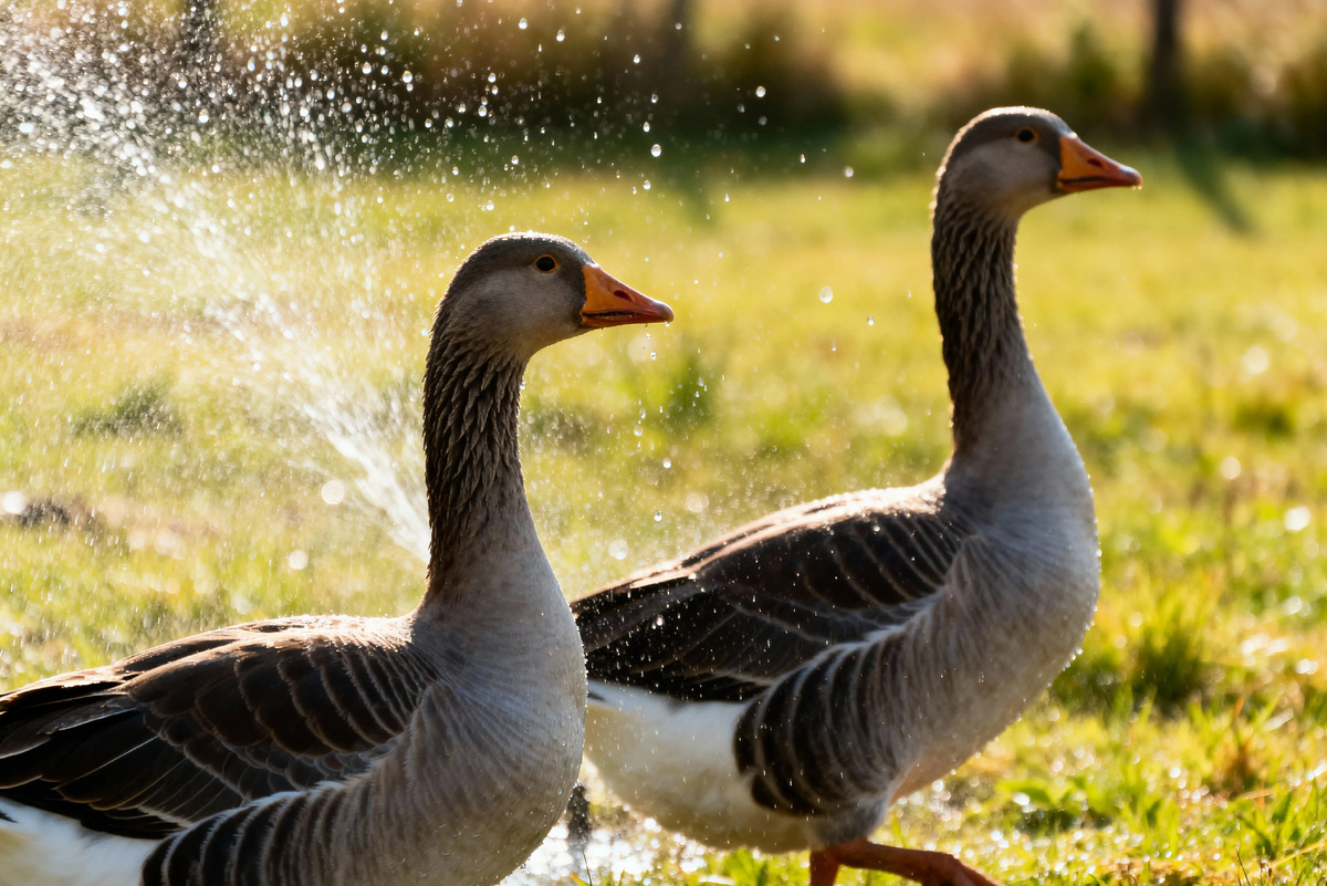     А вы знали, что фразой «как с гуся вода» заговаривали болезни?