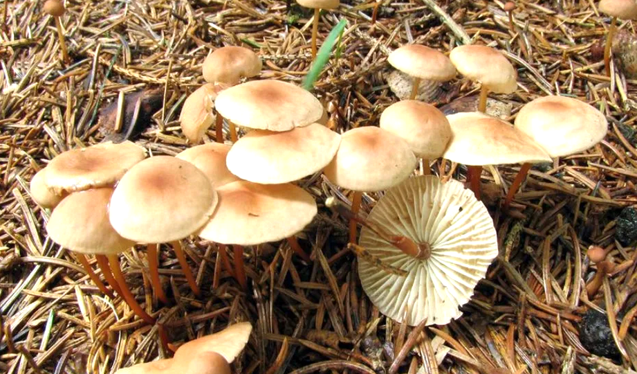 Чесночник Гриб