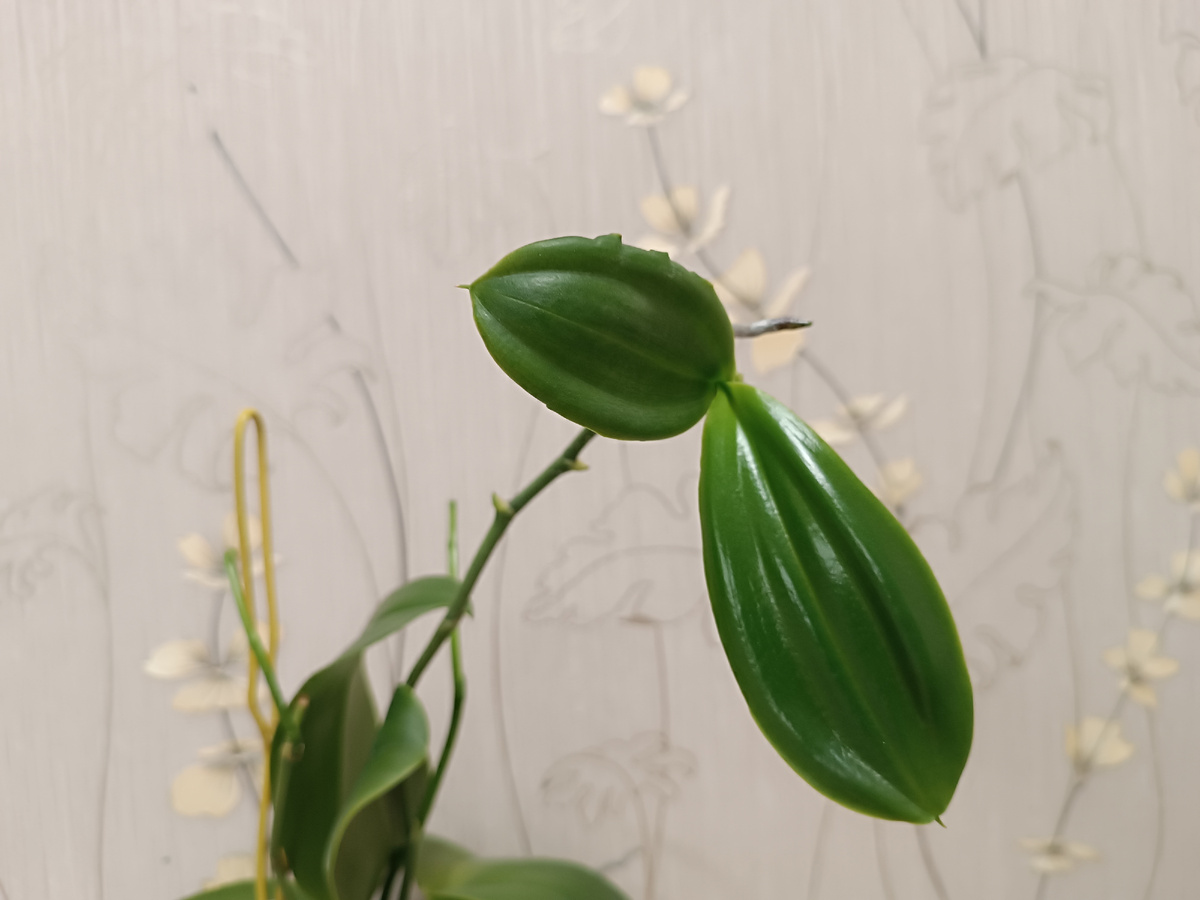 Детка растёт на конце цветоноса. 