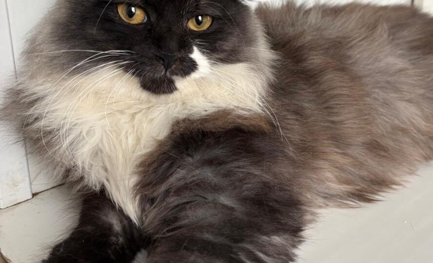 Ласковый пушистый котик ищет дом! Москва, Питер