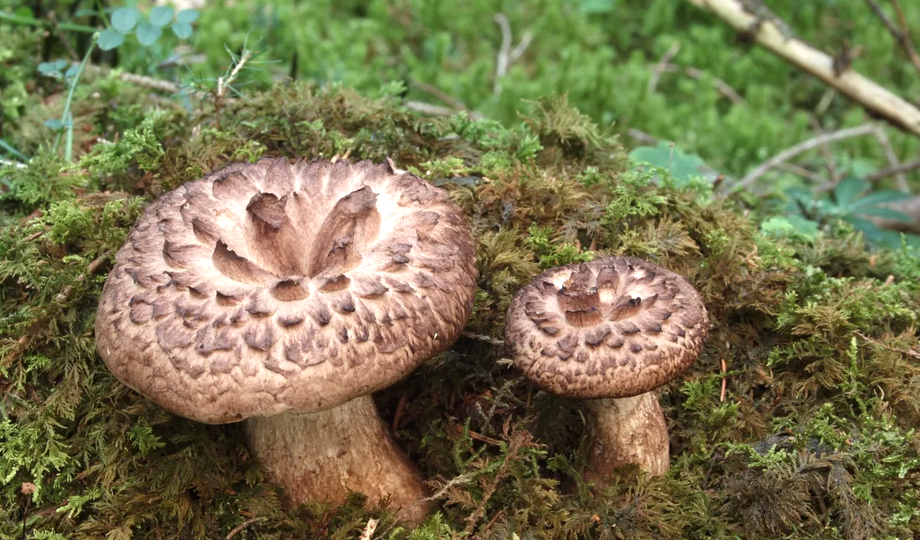 Ежовик пёстрый Гриб