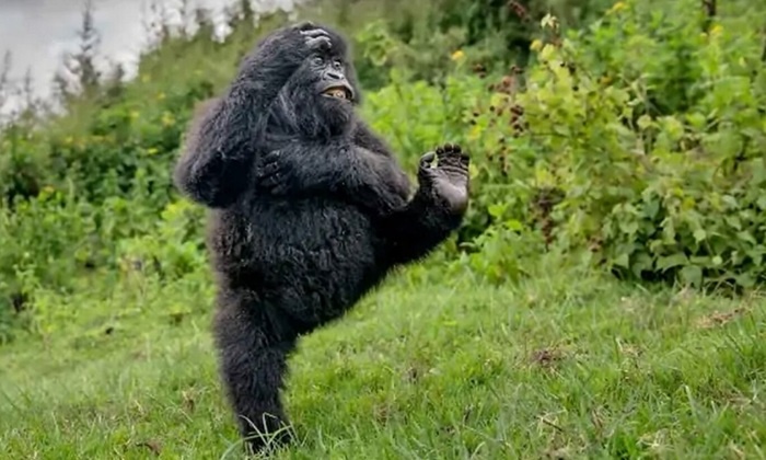    Фото танцующего детёныша гориллы признано самым смешным снимком года