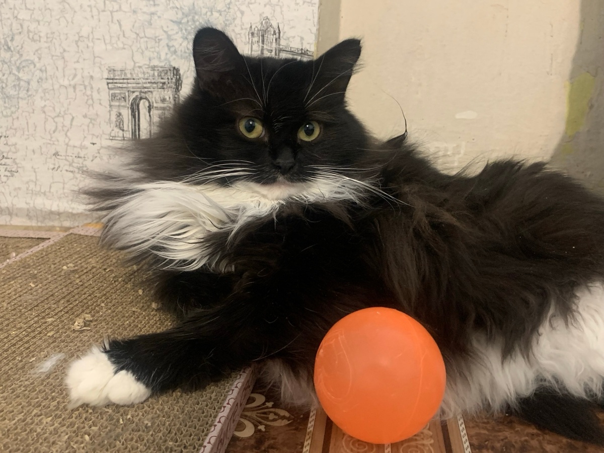 Ожидания Тимоши затянулись на 3 года