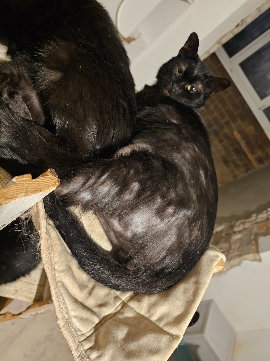 Фото автора. Фархад лысеющий. Нужен врач и анализы.