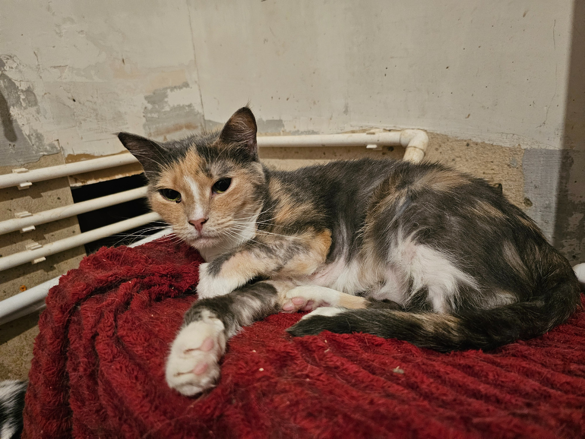 Фото автора. Лысеющая Росинка и похудевшая. Нужен врач и анализы сдать.