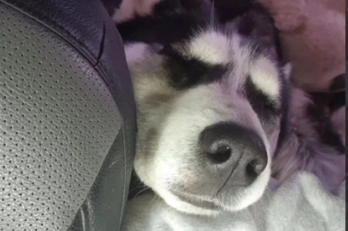    Остались кровь и гильзы.