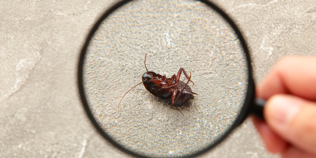 Как можно вывести тараканов без химии: лучшие народные методы