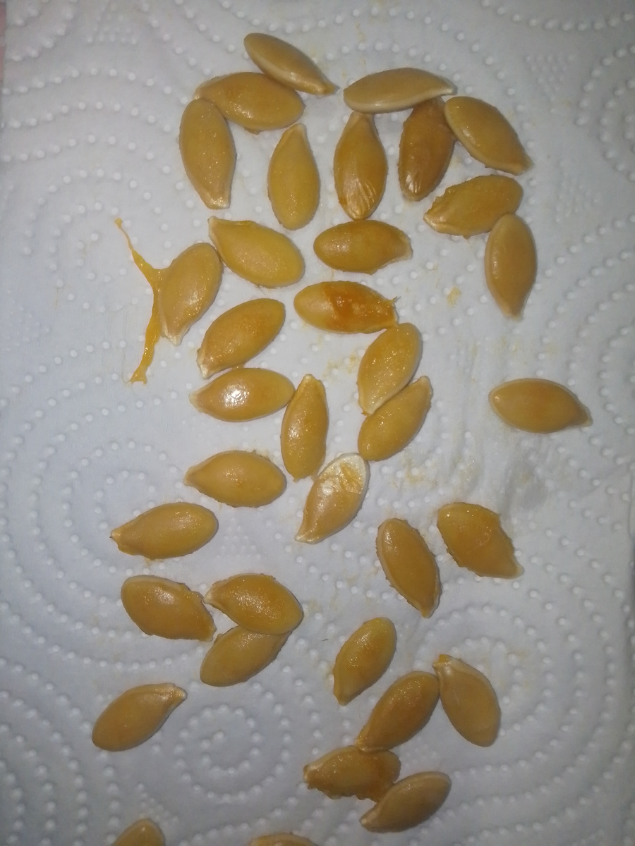 Эти высушу, сегодня из тыквы вытащила