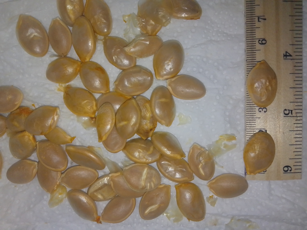 Семена тыквы огромные, около 2 см