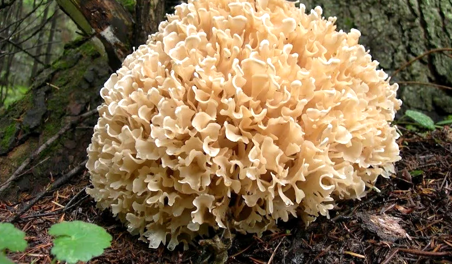 Спарассис курчавый гриб