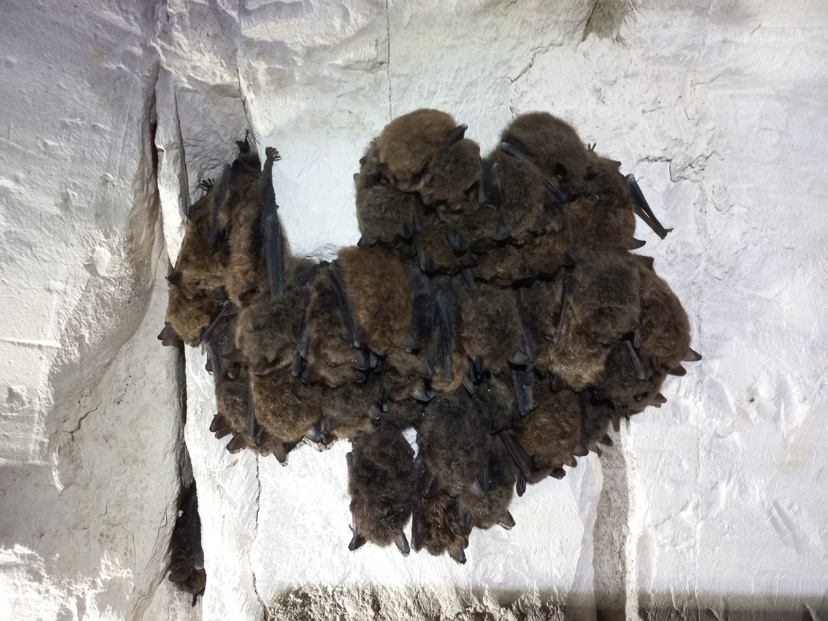     Фото: «Центре изучения и охраны пещер»