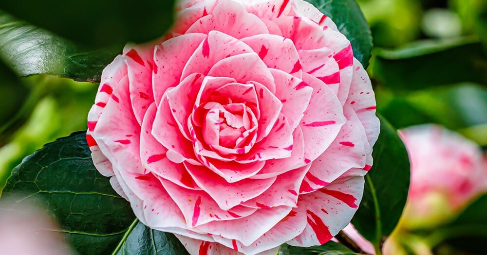 Камелия – идеальные условия и уход за цветком с характером