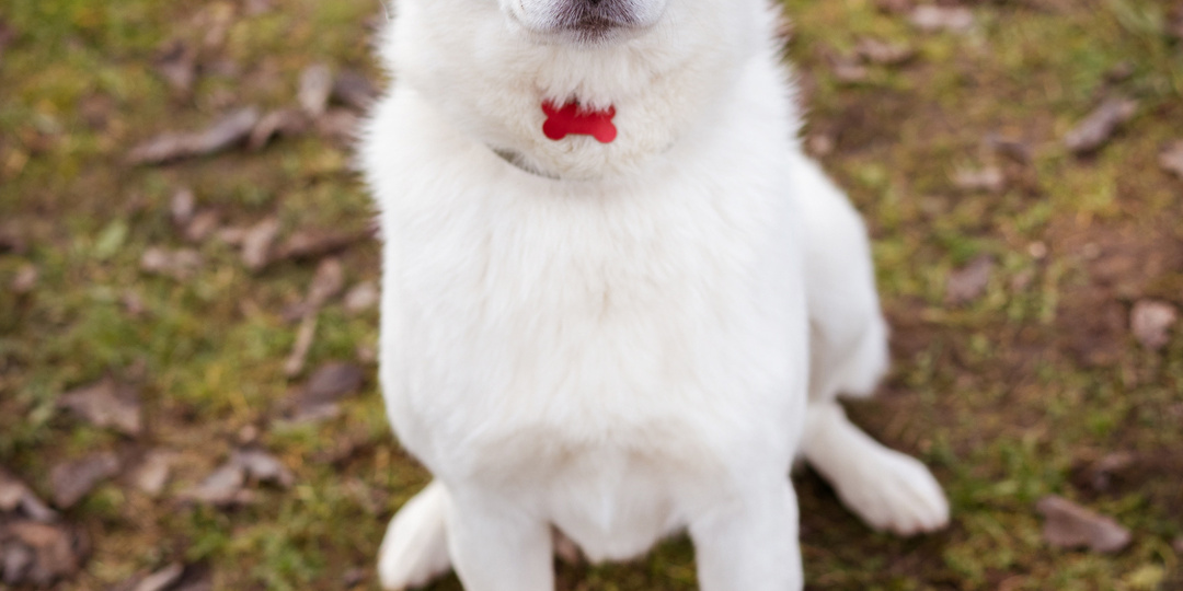 Собака из приюта в добрые руки! Москва и МО