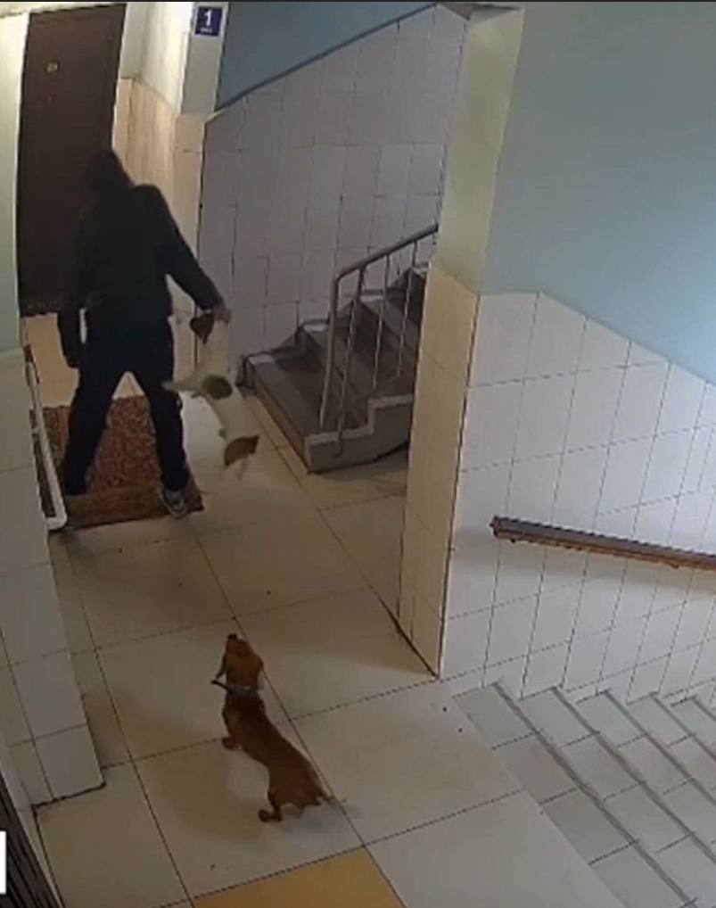 Швыряет в лифт собаку