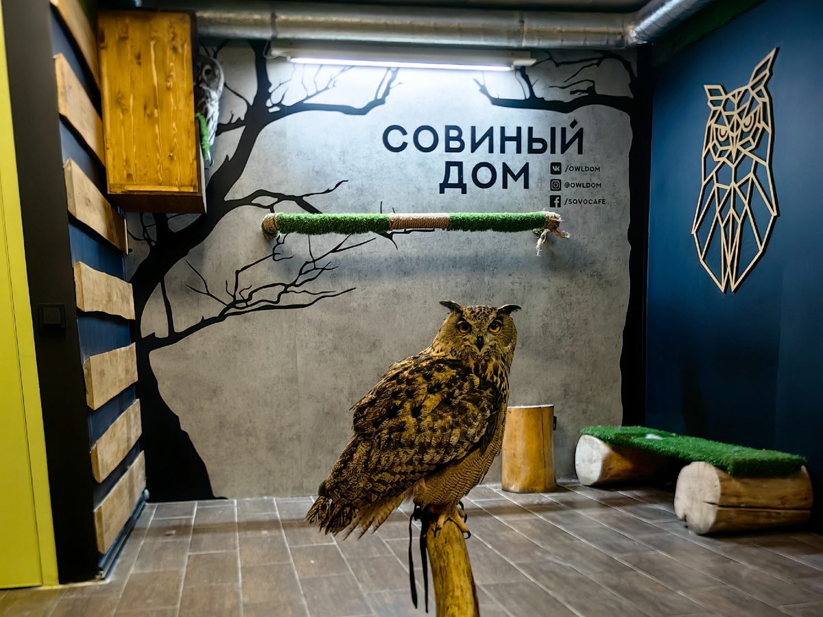 Совиный дом в Москве