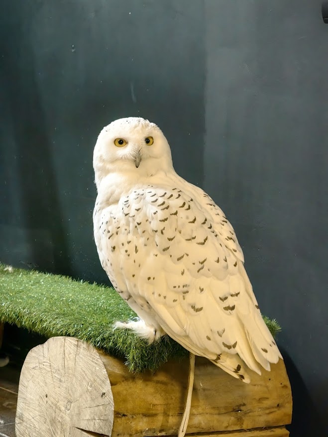 Листайте галерею. Сириус позирует.