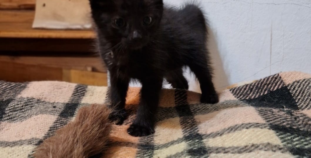 И снова мусорный пакет